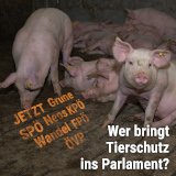 EINLADUNG: Podiumsdiskussion mit Tierschutzvertreter_innen der NRW-Parteien