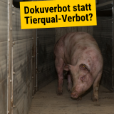 ÖVP will Anti-Tierschutz Gesetze: Gefängnis für Besetzungen und Filmen in Tierfabriken