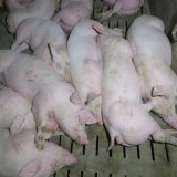 Einladung: Morgen VGT-Aktion in Salzburg zu Vollspaltenböden in der Schweinehaltung