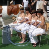 Einladung: VGT-Aktion zum „Milch-Tag“ mit 4 Frauen, die gemolken werden