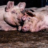 Einladung zu Schweine-Aktion in Wien: Vollspaltenboden-Fotoausstellung des Grauens