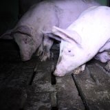 Einladung im Burgenland: morgen 2 VGT-Demos vor Schweinefabriken mit Vollspalten
