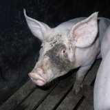 Burgenland: VGT protestiert vor Schweinefabriken mit Vollspaltenböden