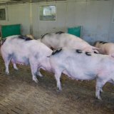 Ausrede von FPÖ und Jungbauernschaft widerlegt: Schweine wollen Stroh statt Vollspalten