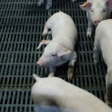 Das „Bürgerbüro“ der FPÖ verbreitet die Unwahrheit zum Vollspaltenboden Schweine