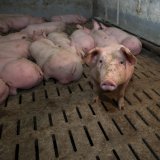Erneut steht Abstimmung über Vollspaltenverbot Schweine im Parlament an