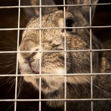 Aufruf: VGT sucht Kaninchen-Käfig-Haltungen
