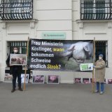VGT-Protest gegen Vollspaltenboden mit 5 m Schwein „Grunzi“ vor Ministerrat