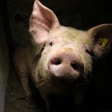 Schweine Vollspaltenboden: wann legt die Regierung endlich Reform Tierschutzgesetz vor?