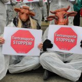 Einladung: Medienaktionen gegen Kuhmilch und Kälbertransporte in ganz Österreich