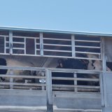 Völlig desolater österreichischer Rindertransporter in Deutschland gestoppt