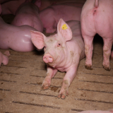 VGT begrüßt erneute Verfassungsbeschwerde Vollspaltenboden Schweine durch Land Burgenland