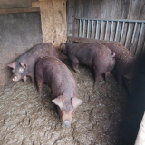 Schockierendes Schweine-Elend in Bildstein/Vorarlberg