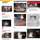 Medienspiegel: Rinder im Ländle schwer vernachlässigt
