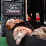 25 Jahre Pelzfarmverbot in Österreich: Aktivist:innen beerdigen Tierpelz