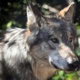 Wolfsausrottung beschlossen: Tiroler Landtag bricht offen und bewusst EU-Recht