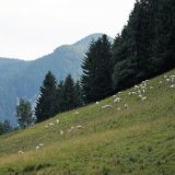VGT-Obmann stellt Kärntner LH-Vize Martin Gruber Fragen zur Alm“haltung“ Schafe