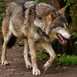 VGT-Obmann schickt Rechnung für Rehschutzzaun für seine Jungbäume an Wolfshetzer