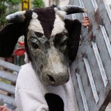 VGT-Aktion: Rinder tragen ihren Vollspaltenboden durch die Wiener Mariahilfer Straße
