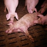 Abgebissene Ohren und Abszesse: Schweine leiden weiter!