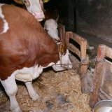 Anbindehaltung von Rindern, Update 2023 – Teil 1