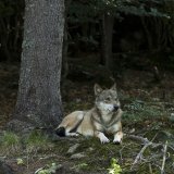 Immer hysterischer: Kärntens LHStv Martin Gruber will Wolfsausrottung per Gesetz