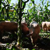 Rettung der Freilandschweinehaltung Hubmann in Sicht: BOKU beantragt Studie