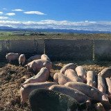 BH St. Pölten schickt erneut Räumungsbescheid gegen Wechselweideschweine Hubmann