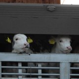Bio-Milchkälber zum Schlachten nach Süditalien geschickt