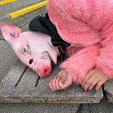 Minister Totschnig schläft (im weichen Bett) während Schweine auf Vollspaltenboden leiden