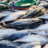 VGT-Aktion: Nein zum tierquälerischen Thunfischfang