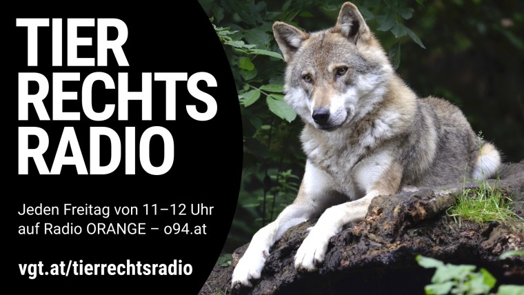 Sendungsbild für: Der Wolf wandert nach Österreich ein – aus Sicht einer Arten- und Naturschutz NGO