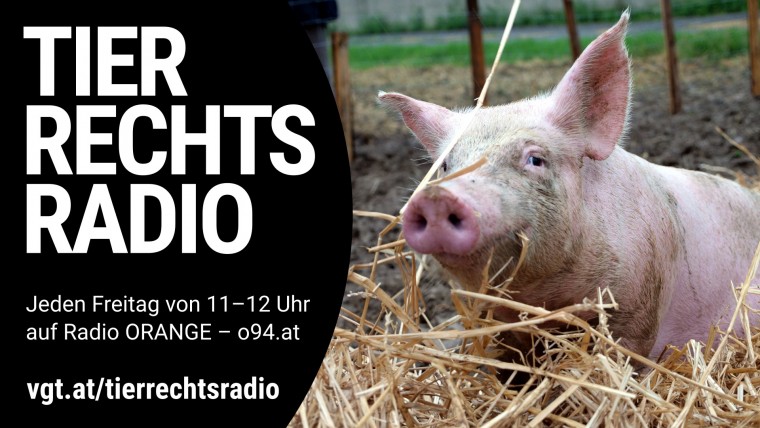 Sendungsbild für: Befreiung von 2 Schweinen aus Tierfabrik und Ziviler Ungehorsam