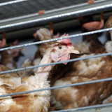 Skandal in der Hühnerindustrie