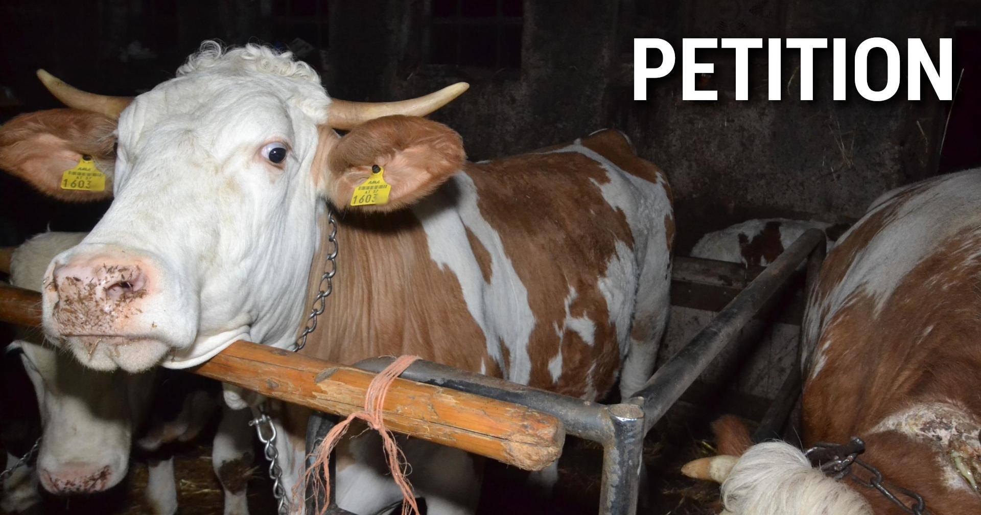 Petition: Schluss mit der Anbindehaltung von Rindern!