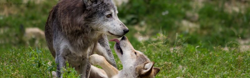 Petition: „Herdenschutz statt Wolfshetze“