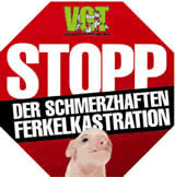 VGT: Betäubungslose Ferkelkastration abschaffen!