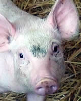 VGT nimmt zum Verordnungsentwurf zur Schweinehaltung Stellung