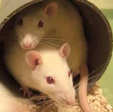 Junge Ratten und Mäuse suchen ein Zuhause!