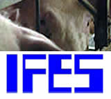 Neue IFES-Studie: 80% für Kastenstandverbot in der Schweinehaltung!