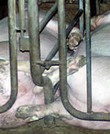 Heute stehen 75% der Mutterschweine in Österreich LEBENSLANG im Kastenstand 
