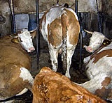 Milch bringt´s: Tiertransporte und mehr ?