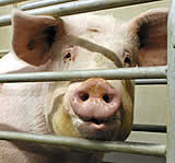 Fakten und Zahlen zur Schweinehaltung und Kastenstandproblematik