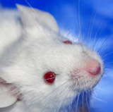 Erfolg im Kampf gegen Botox-Tierversuche!