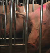 ÖVP und Landwirtschaftskammer zeigen bzgl. Schweinehaltung mangelndes Demokratieverständnis