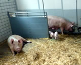 Auch in Österreich: Mutterschweinehaltung ohne Kastenstand 