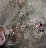 Vorarlberger Nachrichten organisieren Podiumsdiskussion zur Schweinehaltung