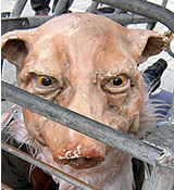 OÖ gegen Schweine-Kastenstände – Landwirtschaftsminister schweigt