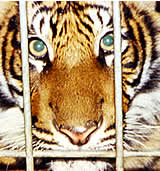 Verfassungsgerichtshof verteidigt Wildtierverbot im Zirkus