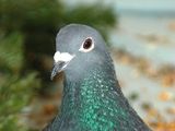 Wien: Tagung "Tiergerechter Umgang mit Tauben im urbanen Bereich"